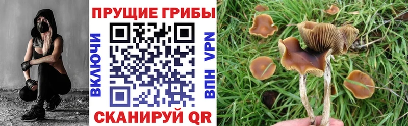Псилоцибиновые грибы прущие грибы  Саратов 